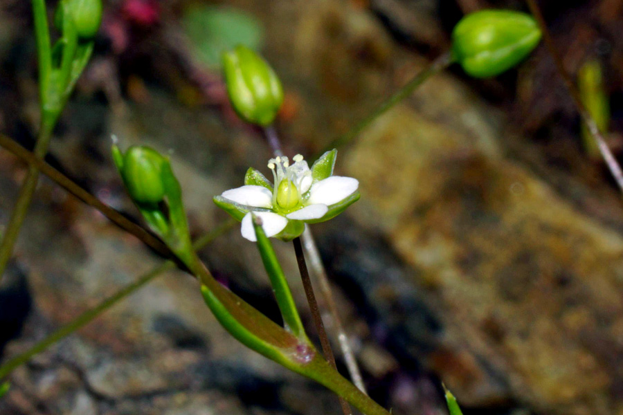 Caryophillacea da identificare - Sagina cfr. subulata